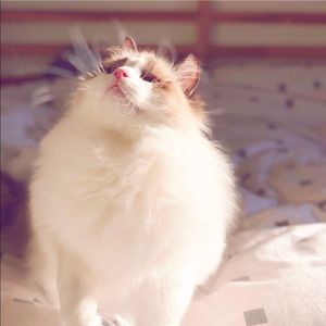 Meet your Posher, Qiuling